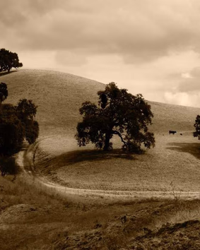 Large gallery image 6