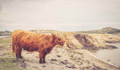 Large gallery image 9